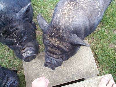 pot bellied pigs feeding from hand