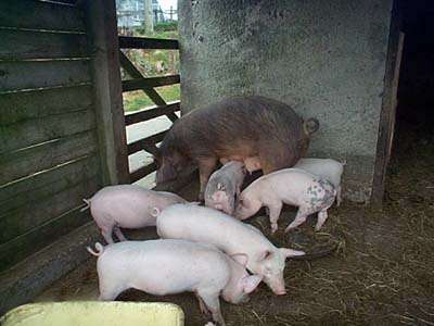 Pigs in stye