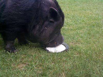 pot bellied pig drinking milk
