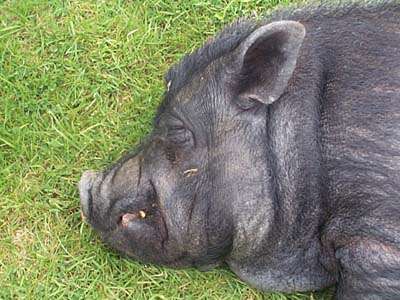 Possibly the best photgraph of a pig in the world ever