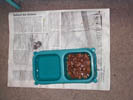 catfood.jpg