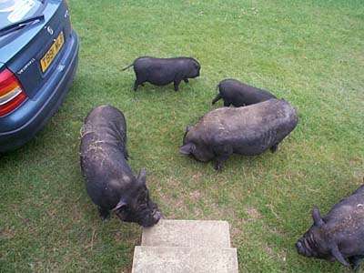 pigs gathering around caravan for food