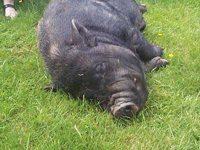 pig on side