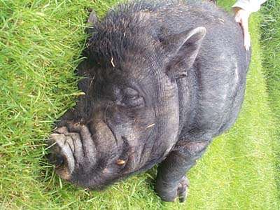 pig on side