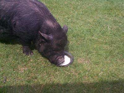 pot bellied pig drinking milk
