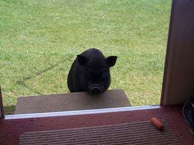 Baby pot bellied pig looking for carrot