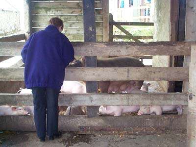 Lesley and pigs