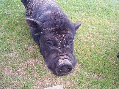 Oink