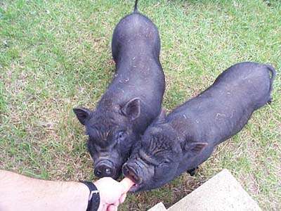 Piglets eating from hand