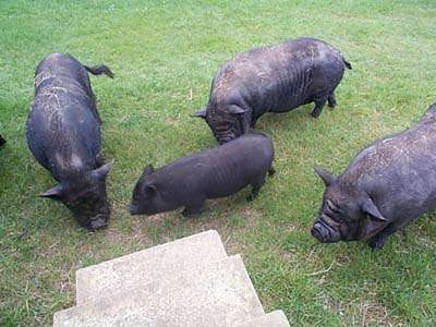 Pigies