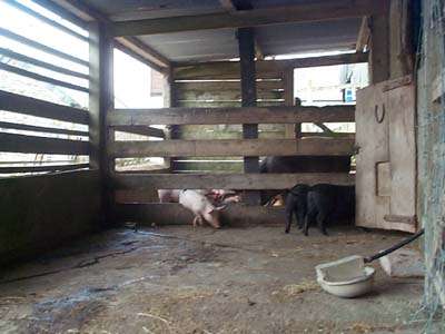 Pigs in sty