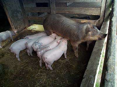 pigs suckling