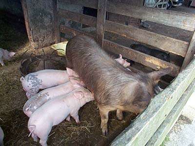 pigs suckling